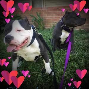 Meet your Posher, Angel